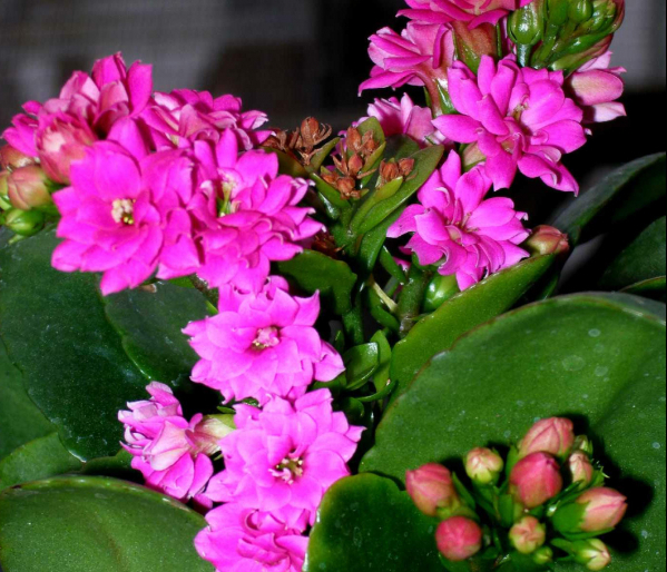 Каланхое Каландива — квітуче домашнє рослина з корисними властивостями